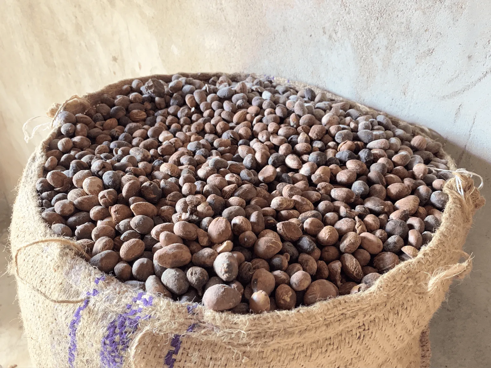 Processed shea nut