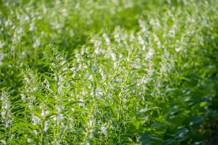 Farmers and partners in the sesame value chain