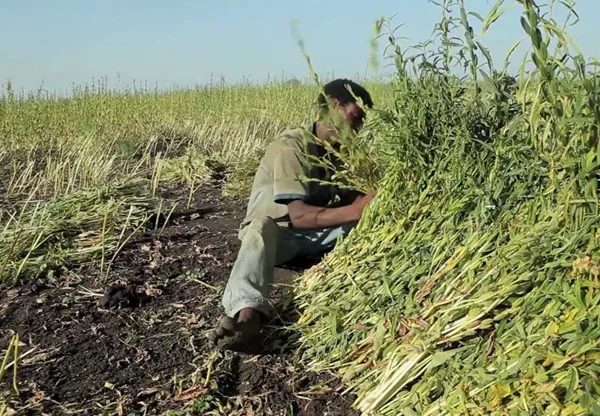 Prepared food product